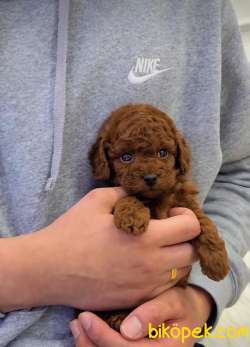 Bebek Yüzlü Toy Poodle Yavrular 2