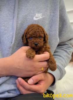 Bebek Yüzlü Toy Poodle Yavrular 4