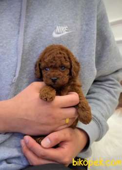 Bebek Yüzlü Toy Poodle Yavrular 3