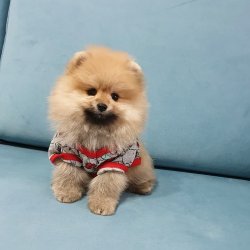 Pomeranian Boo Teddy Bear Yavrular 3