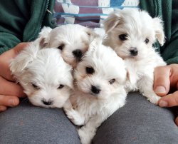 Maltese Terrier Yavrularımız 1