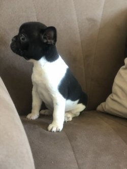 A Kalite French Buldog 4