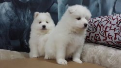 SAMOYED YAVRUSU 4