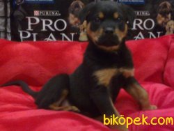 Bekçi Köpeği Rotweiller Kopeği 4