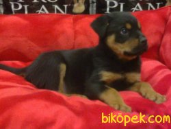 Bekçi Köpeği Rotweiller Kopeği 5