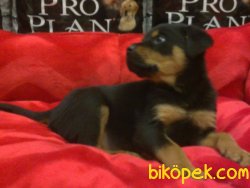 Bekçi Köpeği Rotweiller Kopeği 2