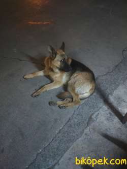 Bekçi Köpeği 5