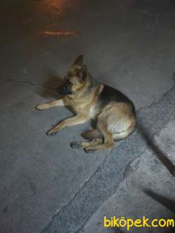 Bekçi Köpeği 2