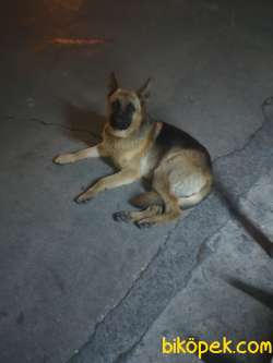 Bekçi Köpeği 1