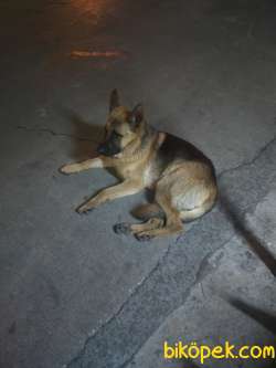 Bekçi Köpeği 3