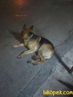 Bekçi Köpeği 4