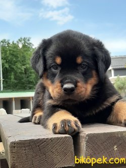 Bekci Köpeği Rottweiler Yavrulari 4