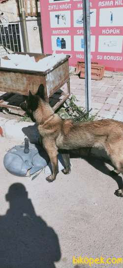 Belçika Malinois 2