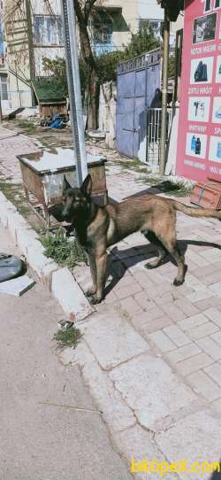 Belçika Malinois 1