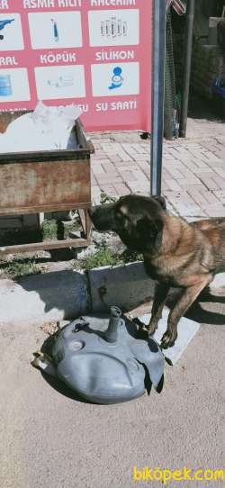 Belçika Malinois 3