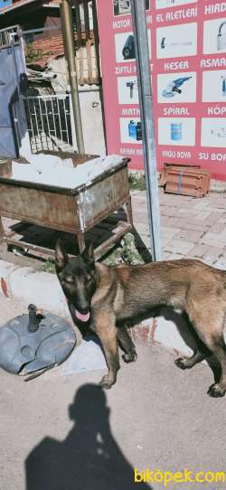 Belçika Malinois 4
