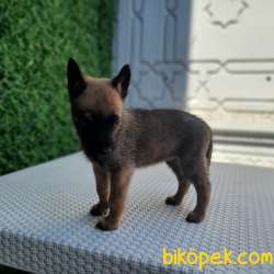 Belçika Malinois Kurdu Yavrularımız Çiftliğimizden Sizlere 5