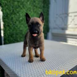 Belçika Malinois Kurdu Yavrularımız Çiftliğimizden Sizlere 2