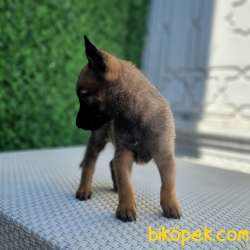 Belçika Malinois Kurdu Yavrularımız Çiftliğimizden Sizlere 4