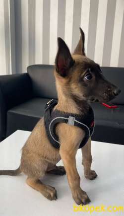 Belçika Malinois Kurdu Yavrularımız Çiftliğimizden Sizlere 3