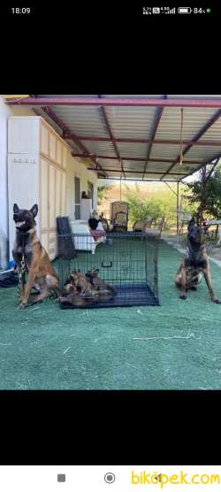 Belçika Malinois Saf Irk 3