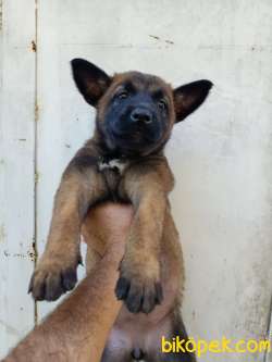 Belçika Malinois Yavruları 4