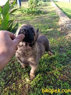 Belçika Malinois Yavruları 2