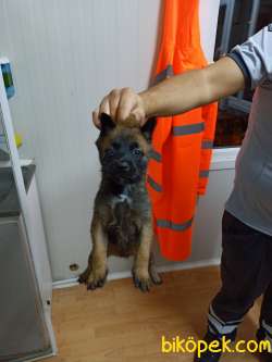 Belçika Malinois Yavruları 1
