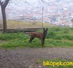 Belçika Malinois Yavruları 3