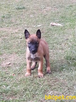 Belçika Malinois Yavrularımız 3