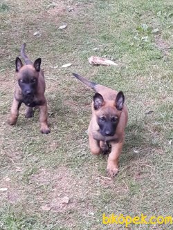Belçika Malinois Yavrularımız 1