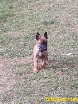 Belçika Malinois Yavrularımız 2