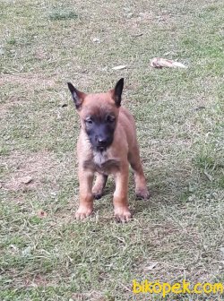 Belçika Malinois Yavrularımız 4