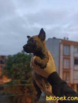 Belçika Malinois Yavrularımız Evinizin Neşesi Olacaktır 4