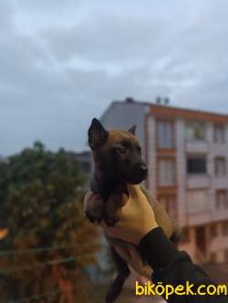 Belçika Malinois Yavrularımız Evinizin Neşesi Olacaktır 3