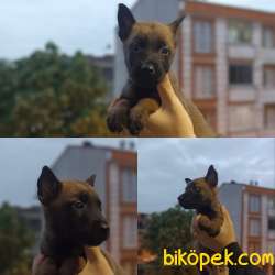 Belçika Malinois Yavrularımız Evinizin Neşesi Olacaktır 4