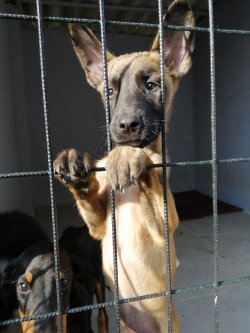 Belçika Malinois Yavrumuz Son Erkek 1