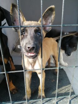 Belçika Malinois Yavrumuz Son Erkek 4