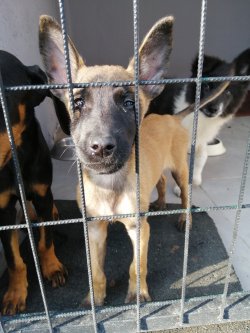 Belçika Malinois Yavrumuz Son Erkek 3