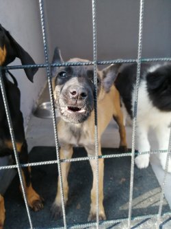 Belçika Malinois Yavrumuz Son Erkek 2