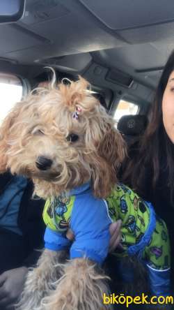 Bella  Dişi 7.5 Aylık 3.1 Kilo Toypoodle 2