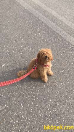 Bella  Dişi 7.5 Aylık 3.1 Kilo Toypoodle 3