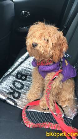 Bella  Dişi 7.5 Aylık 3.1 Kilo Toypoodle 1