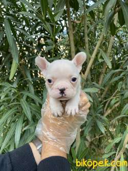 BEMBEYAZ FRANSIZ BULLDOG YAVRULARI 2