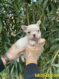 BEMBEYAZ FRANSIZ BULLDOG YAVRULARI 4