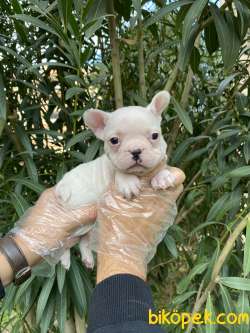 BEMBEYAZ FRANSIZ BULLDOG YAVRULARI 3