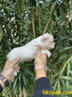 BEMBEYAZ FRANSIZ BULLDOG YAVRULARI 5