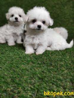 BEMBEYAZ MALTESE BEBEKLER 2