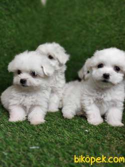 BEMBEYAZ MALTESE BEBEKLER 1