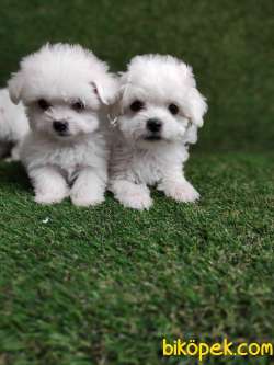 BEMBEYAZ MALTESE BEBEKLER 3